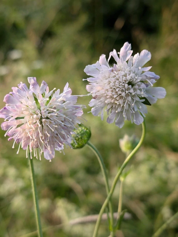 Chrastavec rolní - semena