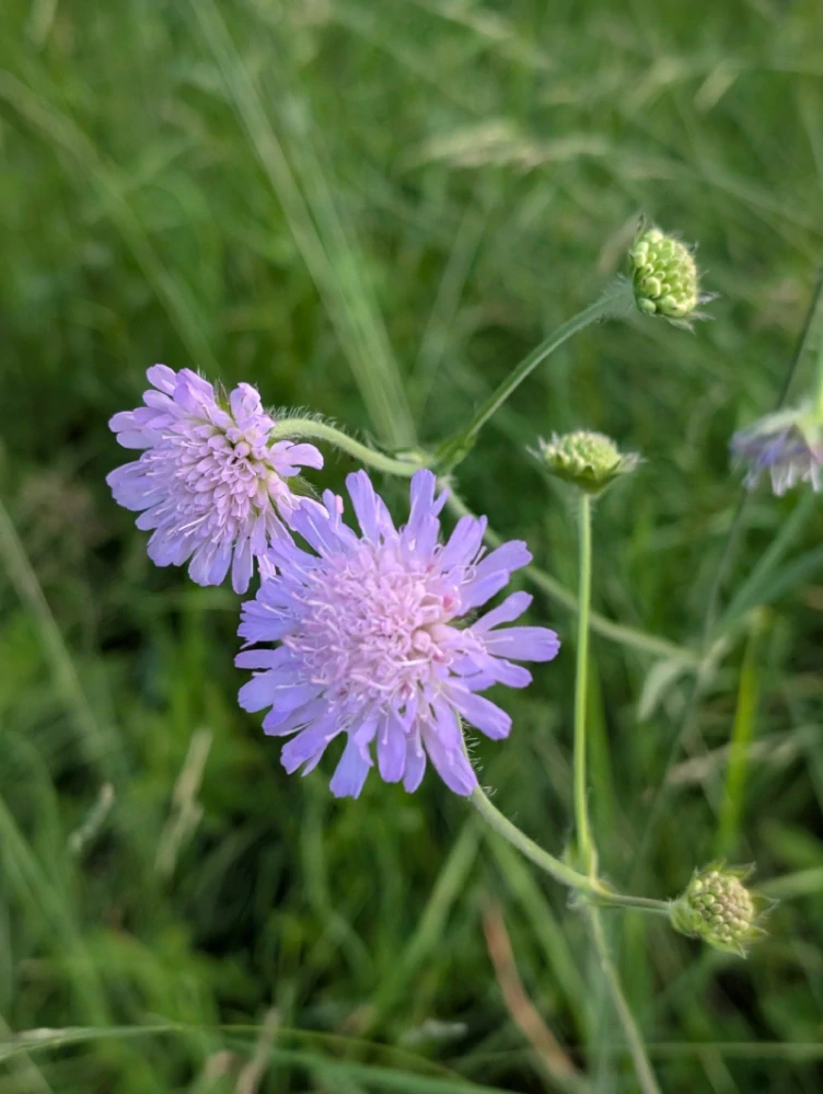 Chrastavec rolní - semena
