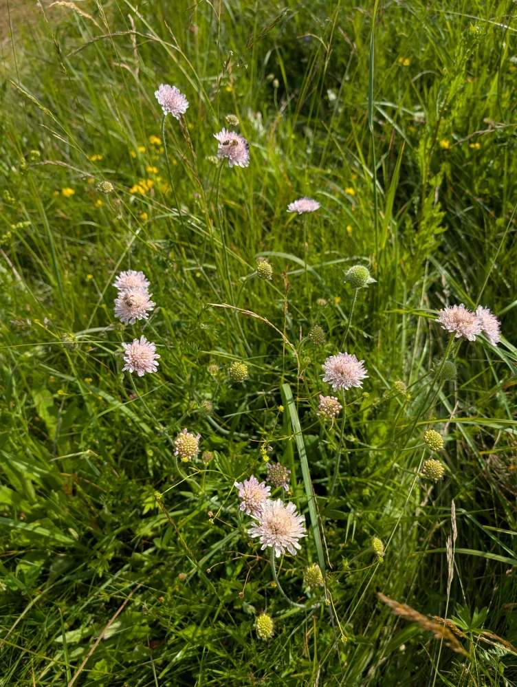 Chrastavec rolní - semena