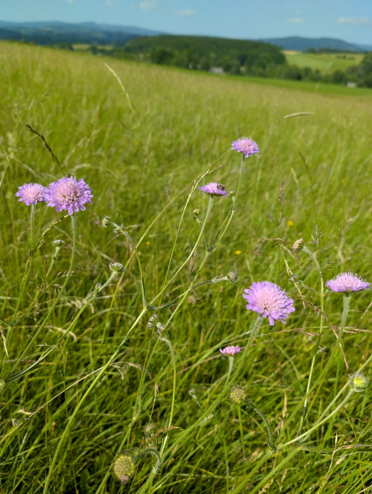 Chrastavec rolní - semena