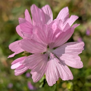 Sléz pižmový - semena